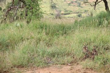 Flock of Guineafowl in Kenya, Africa
