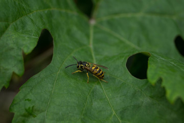caterpillar on leaf