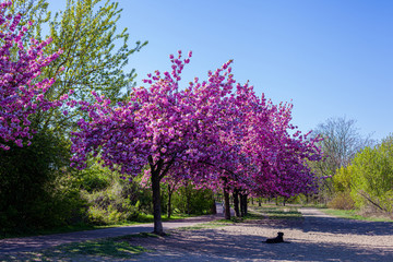 Ciliegi, natura e colori in primavera. Strada sporca in mezzo al bosco e fiori di ciliegio in una...