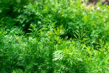 Green dill in the garden