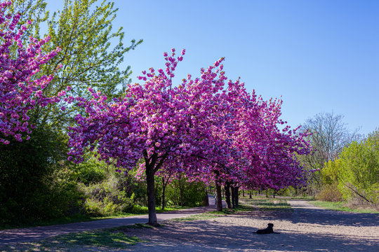 Ciliegi, natura e colori in primavera. Strada sporca in mezzo al bosco e fiori di ciliegio in una piccola foresta vicino Berlino.
