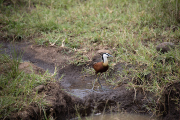 African Jacana Bird in Kenya, Africa