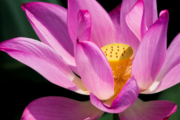 Close-up lotus flower in the garden with blurred background 
