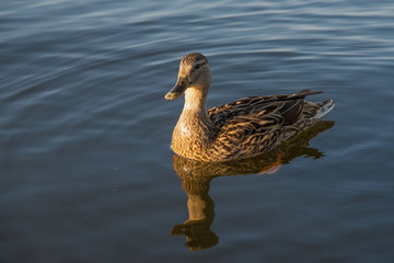 Ente auf dem Wasser - Stockente