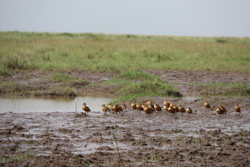 Flock of Birds in Kenya, Africa