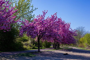 Naklejka premium Ciliegi, natura e colori in primavera. Strada sporca in mezzo al bosco e fiori di ciliegio in una piccola foresta vicino Berlino.