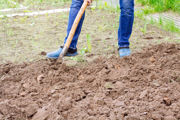 Worker man digs the soil with shovel in garden