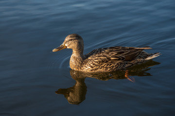 Ente auf dem Wasser - Stockente