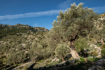 Fototapeta na wymiar Mallorca, Balearic Islands, Spain