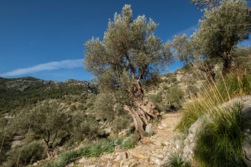 traditional cobblestone road GR221, Es Tossals Verds section, Mallorca, Balearic Islands, Spain