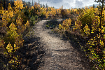 Naklejka premium Trail through the changing aspen trees, Winter Park Colorado
