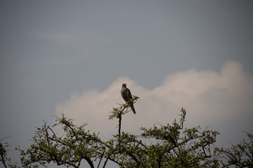 Goshawk in Tree in Kenya, Africa