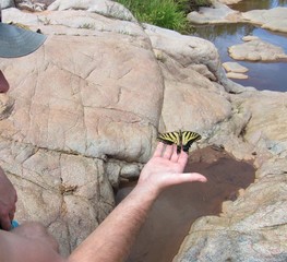 Papilio rutulus, also known as the western tiger swallowtail butterfly, held in a man's hand after being rescued from a stream in Payson, Arizona on a hiking trail
