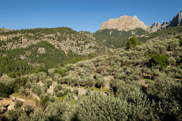 olive grove, Fornalutx, Serra de Tramuntana, Mallorca, Balearic Islands, Spain