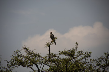 Goshawk in Tree in Kenya, Africa
