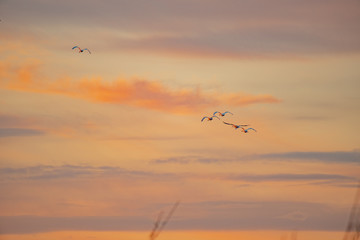 Fototapeta na wymiar swans flying away in the distance against the sunset sky