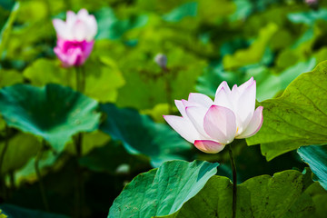 Fototapeta premium Beautiful lotus flower in the garden