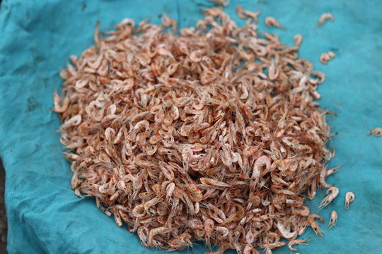 indian small shrimp on the market of mandla, india.