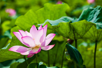 Fototapeta premium Beautiful lotus flower in the garden