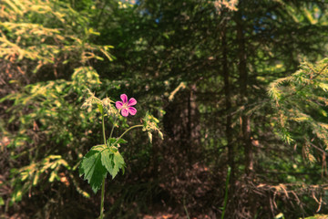 pink flowers in the forest