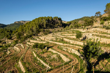 Fototapeta na wymiar bancales para viña, La Bernadeta, Esporles, Mallorca, Balearic Islands, Spain