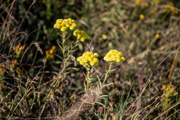 Helichrysum arenarium, immortelle yellow flowers close up