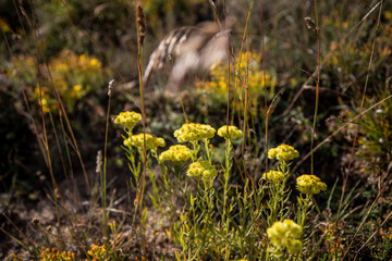 Helichrysum arenarium, immortelle yellow flowers close up
