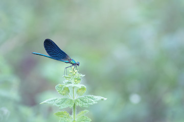 blue damselfly in the nature