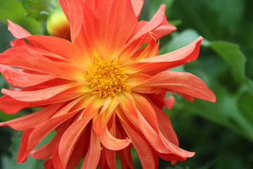 Beautiful flower in summer