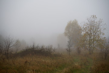 Obraz na płótnie Canvas łąka, mgła, poranna mgła na łące 