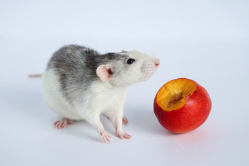 A cute decorative black and white rat eats a juicy sweet and delicious peach. Close-up on a white background.