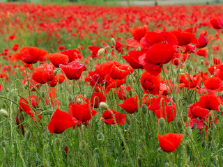 Fototapeta premium Flowers Red poppies blossom on wild field. Beautiful field red poppies with selective focus. Red poppies in soft light. field red opium poppy. Natural Drugs. Glade red poppies. Lonely red poppy. blur