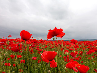 Flowers Red poppies blossom on wild field. Beautiful field red poppies with selective focus. Red...