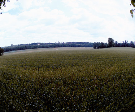 Flower fields, DDK