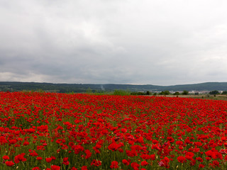 Fototapeta na wymiar Flowers Red poppies blossom on wild field. Beautiful field red poppies with selective focus. Red poppies in soft light. field red opium poppy. Natural Drugs. Glade red poppies. Lonely red poppy. blur