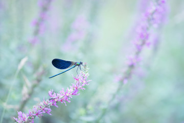 blue damselfly in the nature