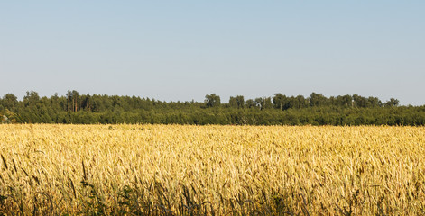 Corn field in central Russia