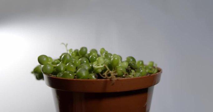 Interesting succulant plant rotating in studio
