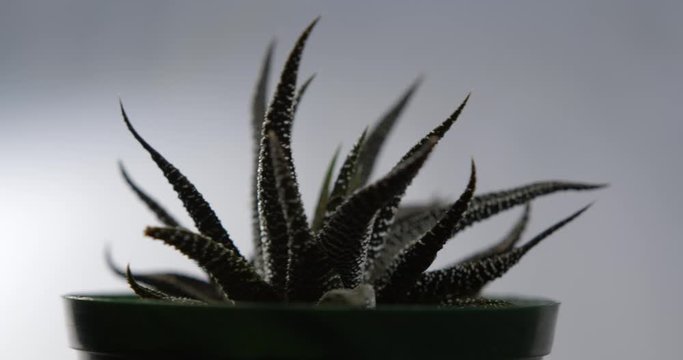 Haworthiopsis attenuata succulent roating in studio with sharp focus