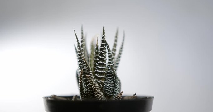 Haworthiopsis attenuata succulent plant roating in studio