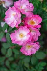 Rosehip flower in the morning sun.