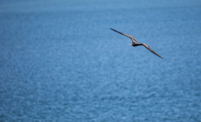 bird pajaro volando sea mar