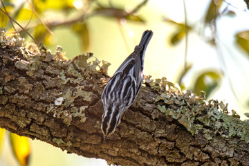 black and white warbler
