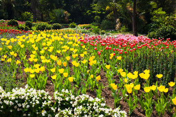 Close-up of tulips growing in the garden
