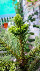 christmas tree branches