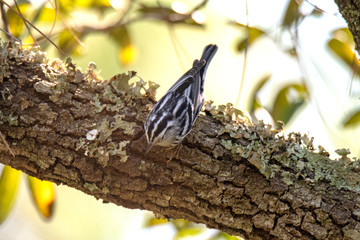 black and white warbler
