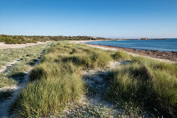 dune vegetation, Es Caragol beach, Santanyi municipality, Mallorca, Balearic Islands, Spain