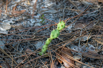 prickly pear