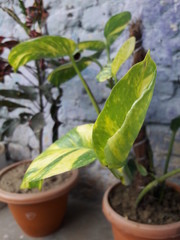 tomato seedling in a pot