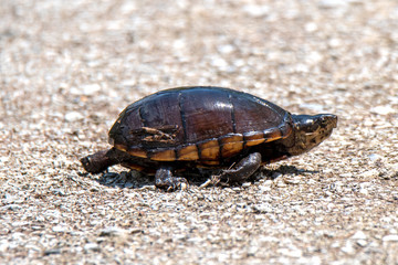traveling turtle